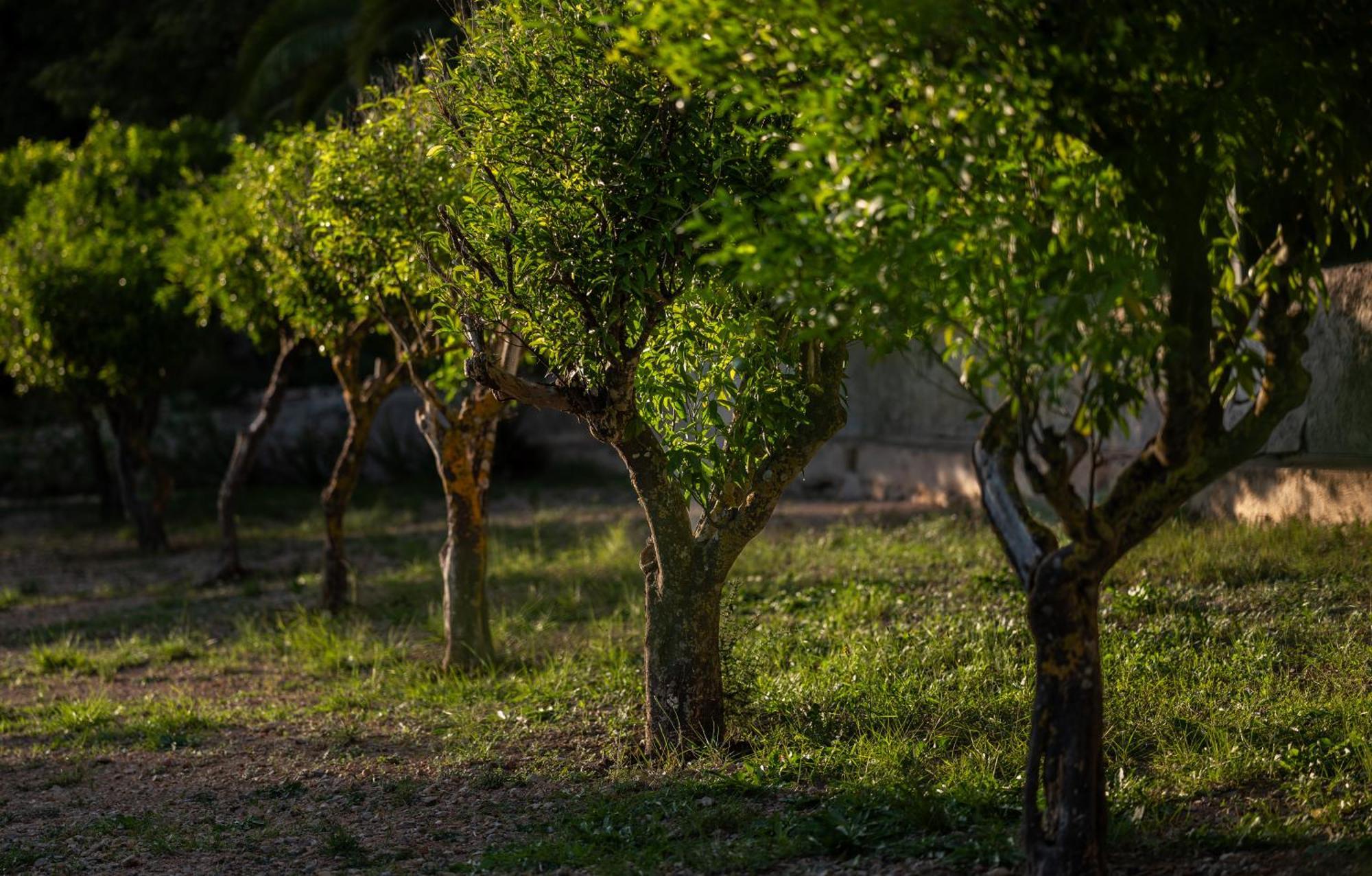 Agroturismo Son Boronat كالفيا المظهر الخارجي الصورة
